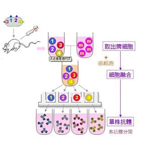 磷脂酸磷酸酶HTPAP蛋白，DPPL1 Protein