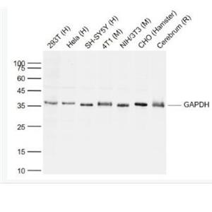 Anti-GAPDH antibody-3-磷酸甘油醛脫氫酶抗體