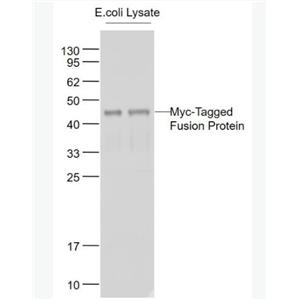 Anti-Myc tag antibody-Myc tag標簽抗體