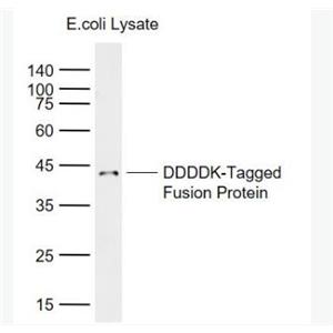 Anti-FLAG Tag (CT) antibody-FLAG Tag標簽（C端）抗體