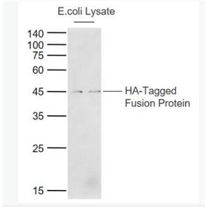 Anti-HA tag antibody-HA tag標簽抗體