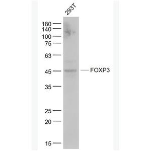 Anti-FOXP3 antibody-叉頭蛋白P3重組兔單抗