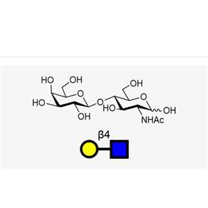 LacNAc(Galb1, 4GlcNAc)