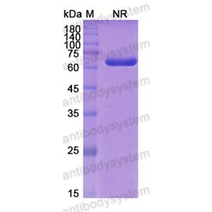 Research Grade Moxetumomab(DHD38501)