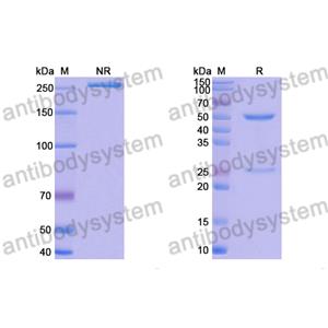 Research Grade Anti-RSV F/Fusion glycoprotein F0 (hRSV106) (DVV02814)