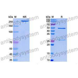 Research Grade Anti-RSV F/Fusion glycoprotein F0 (32.4K) (DVV02820)