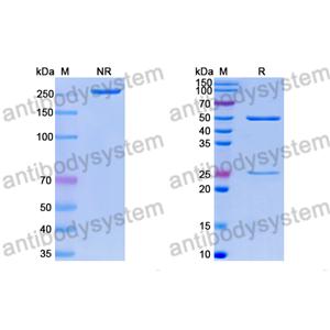 Research Grade Anti-RSV F/Fusion glycoprotein F0 (01.4B) (DVV02821)