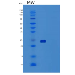 Recombinant Human Activation B7-1 antigen Protein