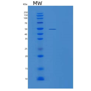 Recombinant Mouse Intercellular adhesion molecule 2 Protein