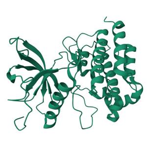 人FGFR1(C584S)蛋白, Tag free, 昆蟲表達體系