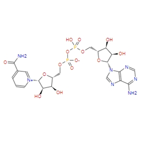 β-煙酰胺腺嘌呤二核苷酸/氧化型輔酶 I  53-84-9   NAD