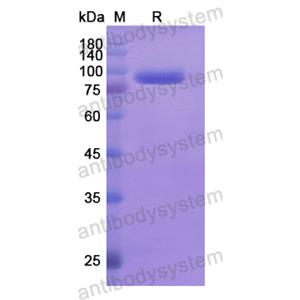 Recombinant Human CD283/TLR3, N-His