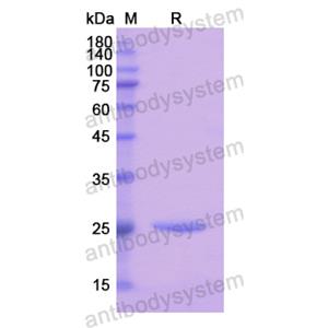 Recombinant Human PER1, N-His