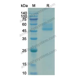 Recombinant HRSV-A2 Pre-F/Fusion glycoprotein F0, C-His & C-Strep (EVV02801)