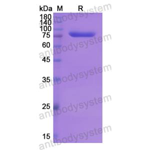 Recombinant Human BRD1, N-GST