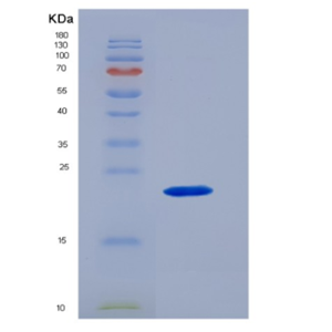 Eukaryotic Interleukin 10 (IL10)