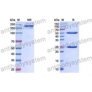 Anti-DOTA (metal-bound) Antibody (2D12.5) (RGN38301)