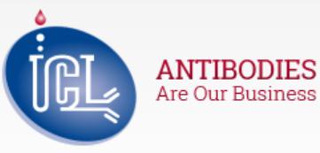 ICL Antibodies.png