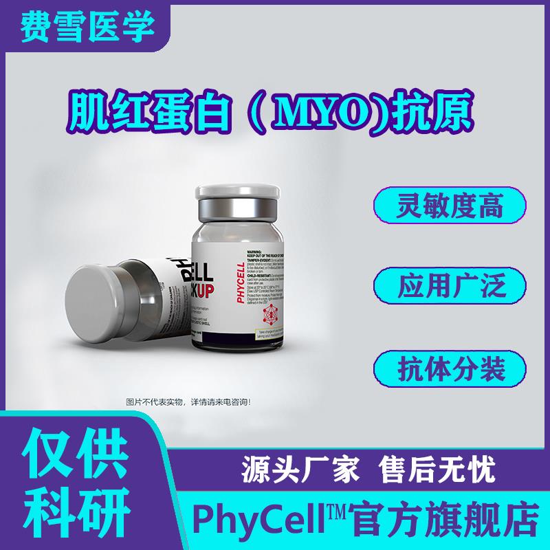 肌紅蛋白（Myoglobin，MYO)抗原.jpg