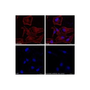 aladdin 阿拉丁 Ab170147 Goat Anti-Rabbit IgG H&L (Cy5) Secondary Antibody; Goat Anti-Rabbit IgG H&L (Cy5); IF, Flow