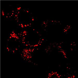AIE溶酶體紅色探針/活細(xì)胞染色/聚集誘導(dǎo)發(fā)光特性/無需清洗一步成像/多次成像