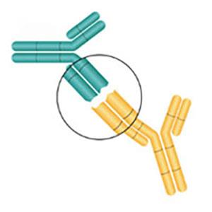 Anti IL-7抗體-ACROBiosystems百普賽斯