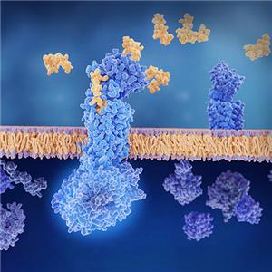 單克隆Anti EGFR抗體-ACROBiosystems百普賽斯