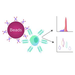 Mesothelin磁珠-ACROBiosystems百普賽斯