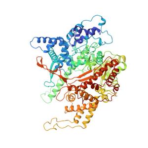 T7 RNA Polymerase