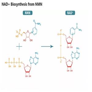 99%NMN粉末顆粒原料食品級出口 酶法β-煙酰胺單核苷酸 1094-61-7