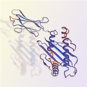 MICA重組蛋白，ACROBiosystems百普賽斯