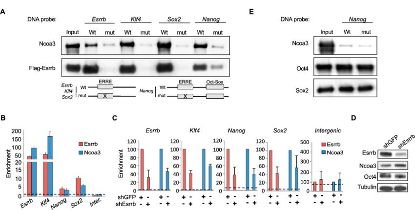 DNA Pull-down