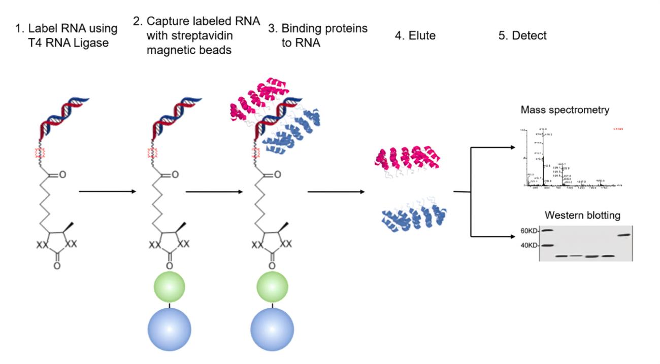 RNA Pull-down