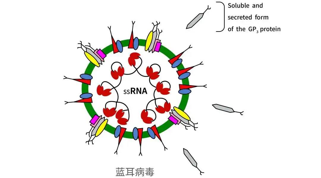 豬藍耳病毒.jpg