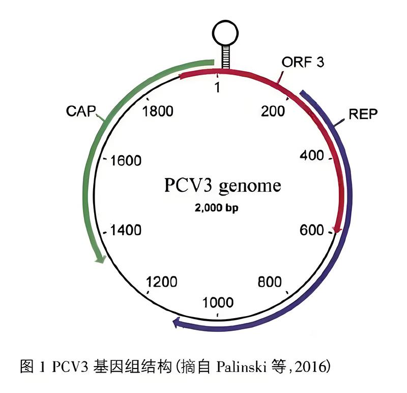 豬圓環(huán)病毒3型結構.jpg