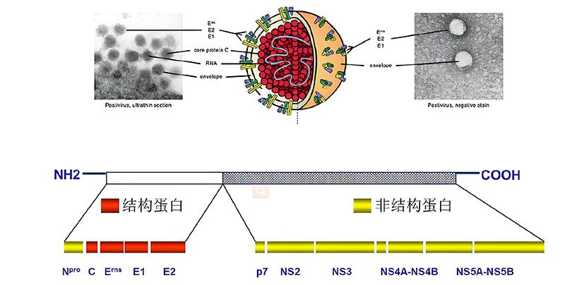 豬瘟病毒結(jié)構(gòu).jpg