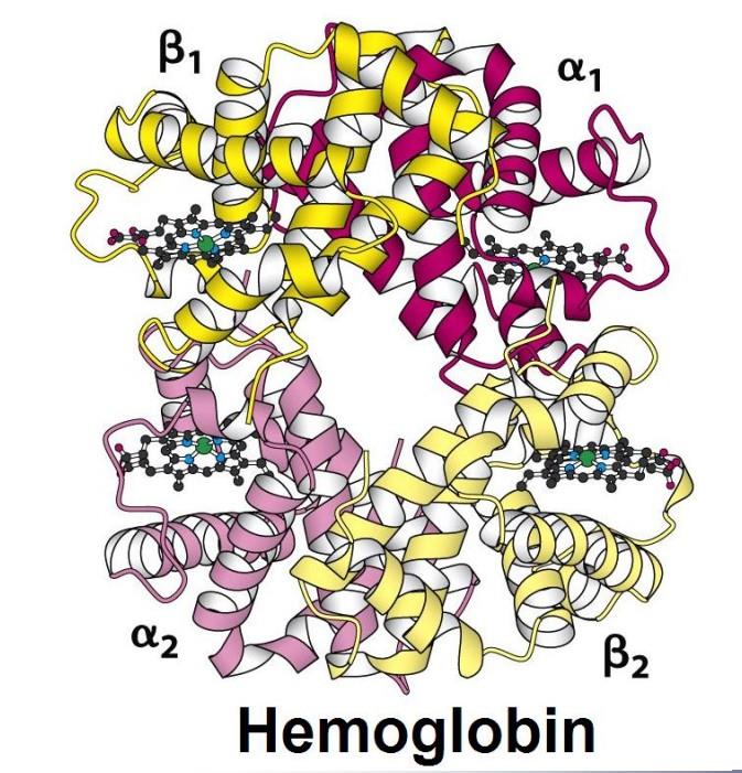 犬血紅蛋白結(jié)構(gòu).jpeg