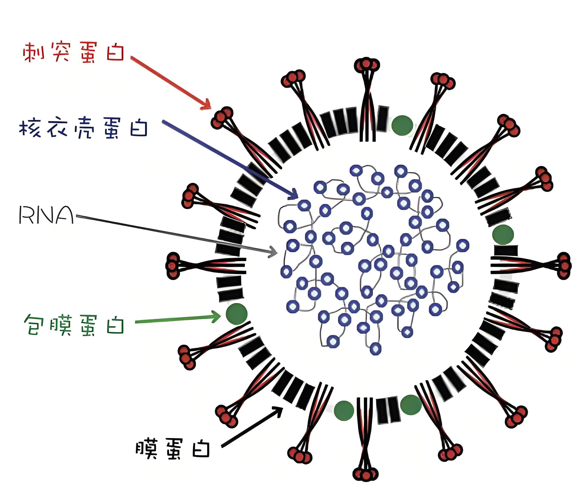 貓傳染性腹膜炎病毒結(jié)構(gòu).jpg