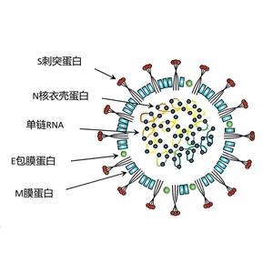 貓冠狀病抗原，貓冠狀?。?FCoV）蛋白，貓F(tuán)CoV病毒抗原