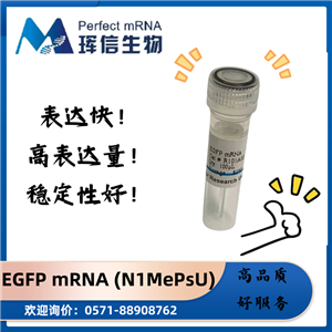 eGFP mRNA (N1-Me-pUTP)